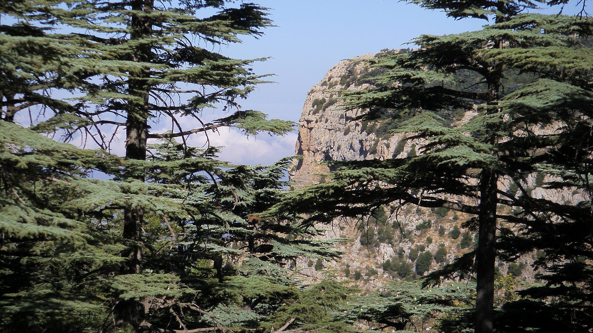 The Tannourine cedars
